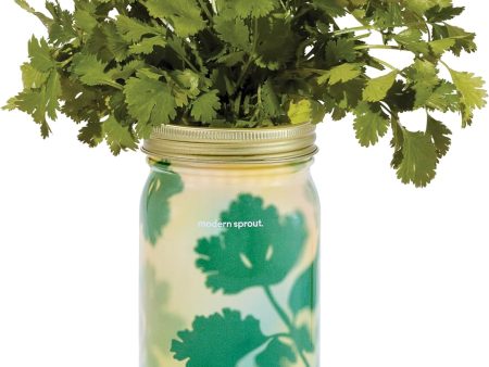 Modern Sprout Garden Jars Organic Herbs Hydroponic Indoor Grow Kit - Cilantro Online Sale